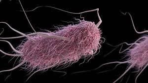 e coli   