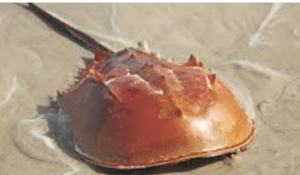 Horseshoe Crab